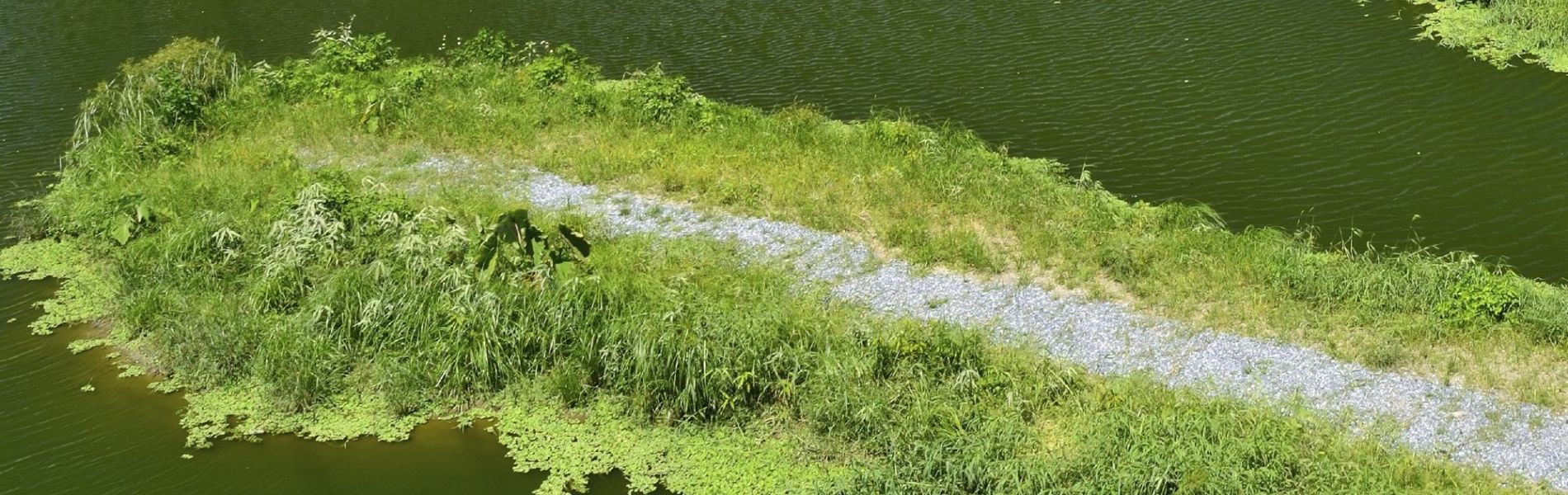 Constructed Wetlands