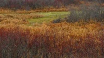 image of a contaminated field in need of remediation investigation"