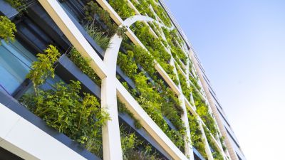 Plants growing on the side of a building