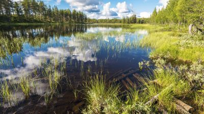 pond in the middle of a forest of trees