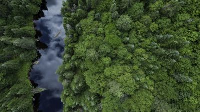 Overhead view of a river flowing through a forest of trees