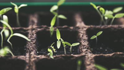 Seedlings sprouting