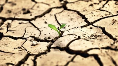 plant growing out of cracked earth showing sustainability