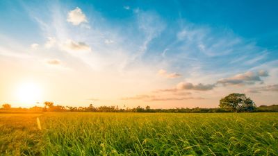 green landscape