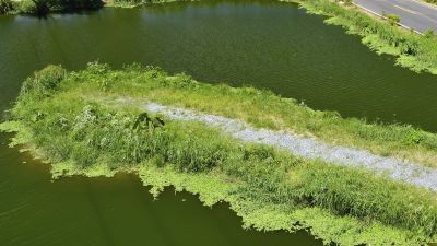 Constructed Wetlands