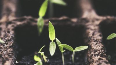 Seedlings sprouting